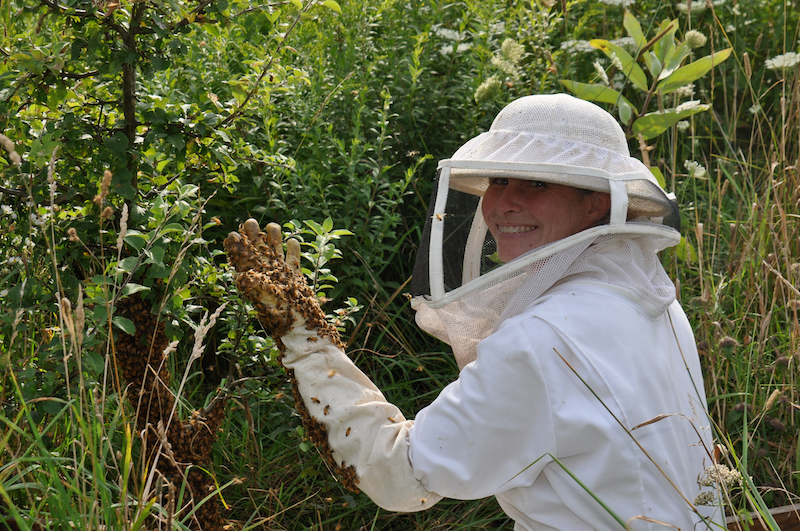 Gloved and suited beekeeper holding up a hand covered with bees from a swarm.