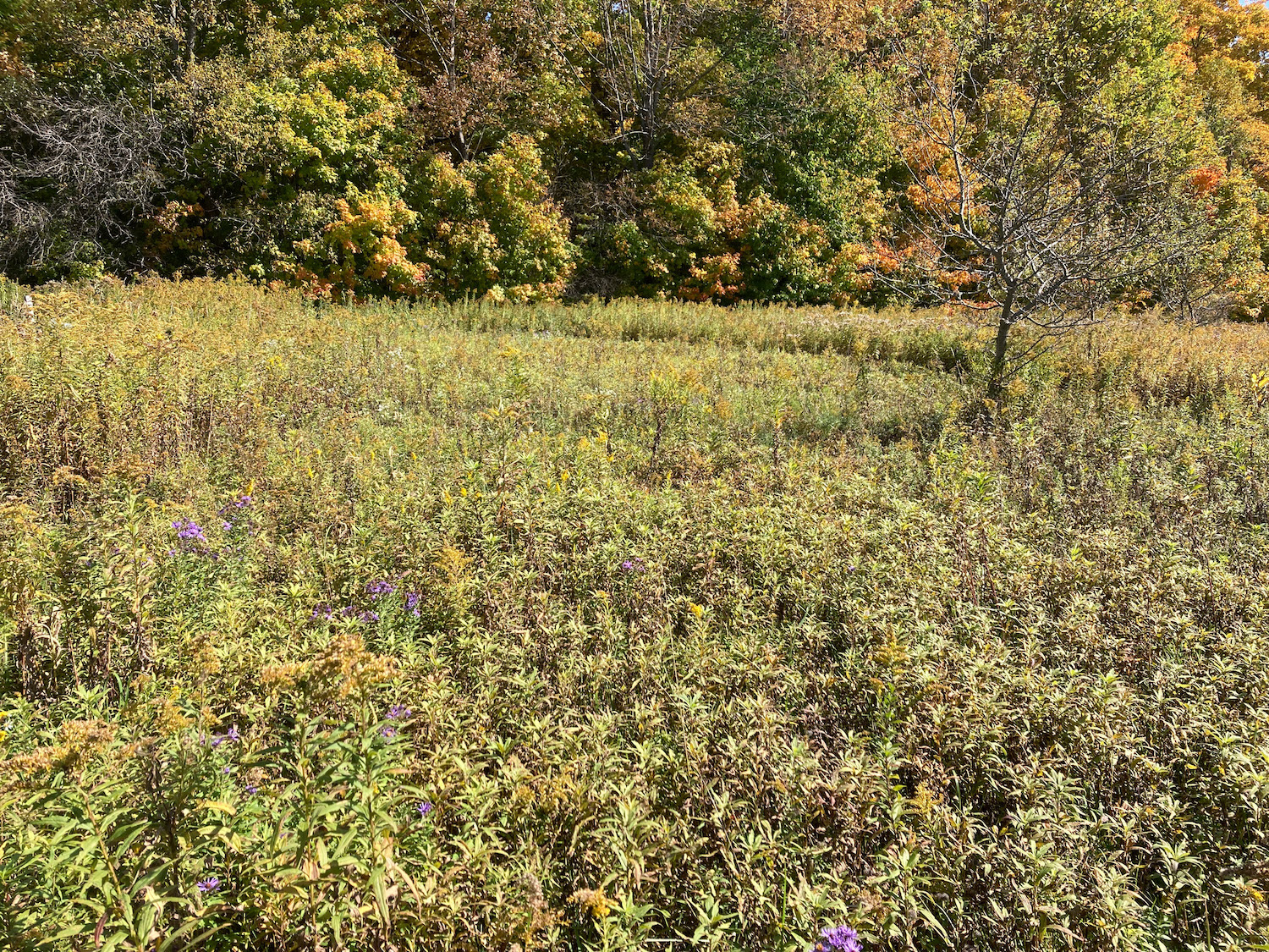 Goldenrod field in the fall with no blooms.