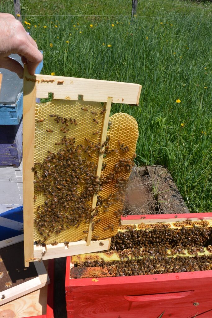 The swarm queen frame is drawn, but there is drone comb at the bottom where the queen cups are placed.