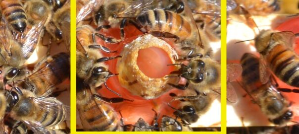 A close up of a charged queen cell.