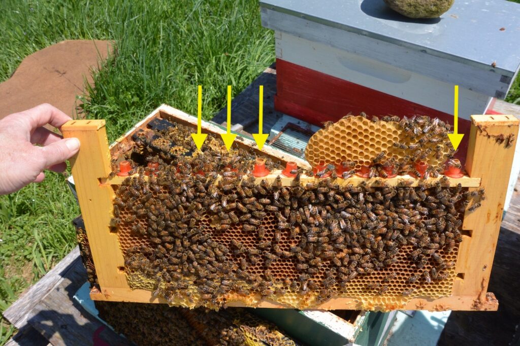 the arrows indicate four cups that are charged with decent-sized larvae.